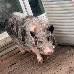 Meet your Posher, Diego